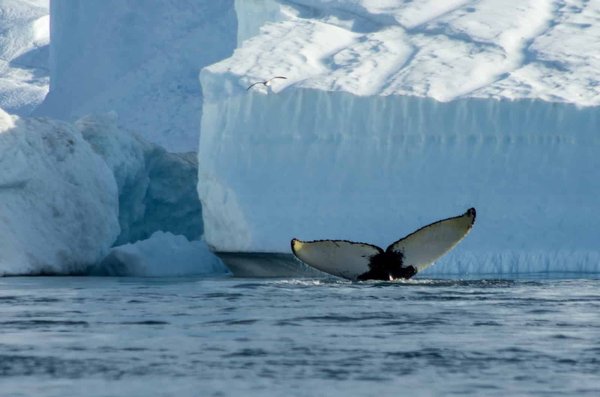 Le Groenland: Une aventure inoubliable pour apprécier la nature sauvage et ses animaux