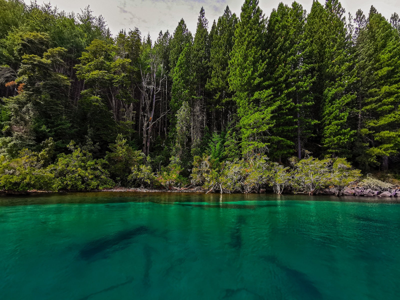 a body of water with trees around it